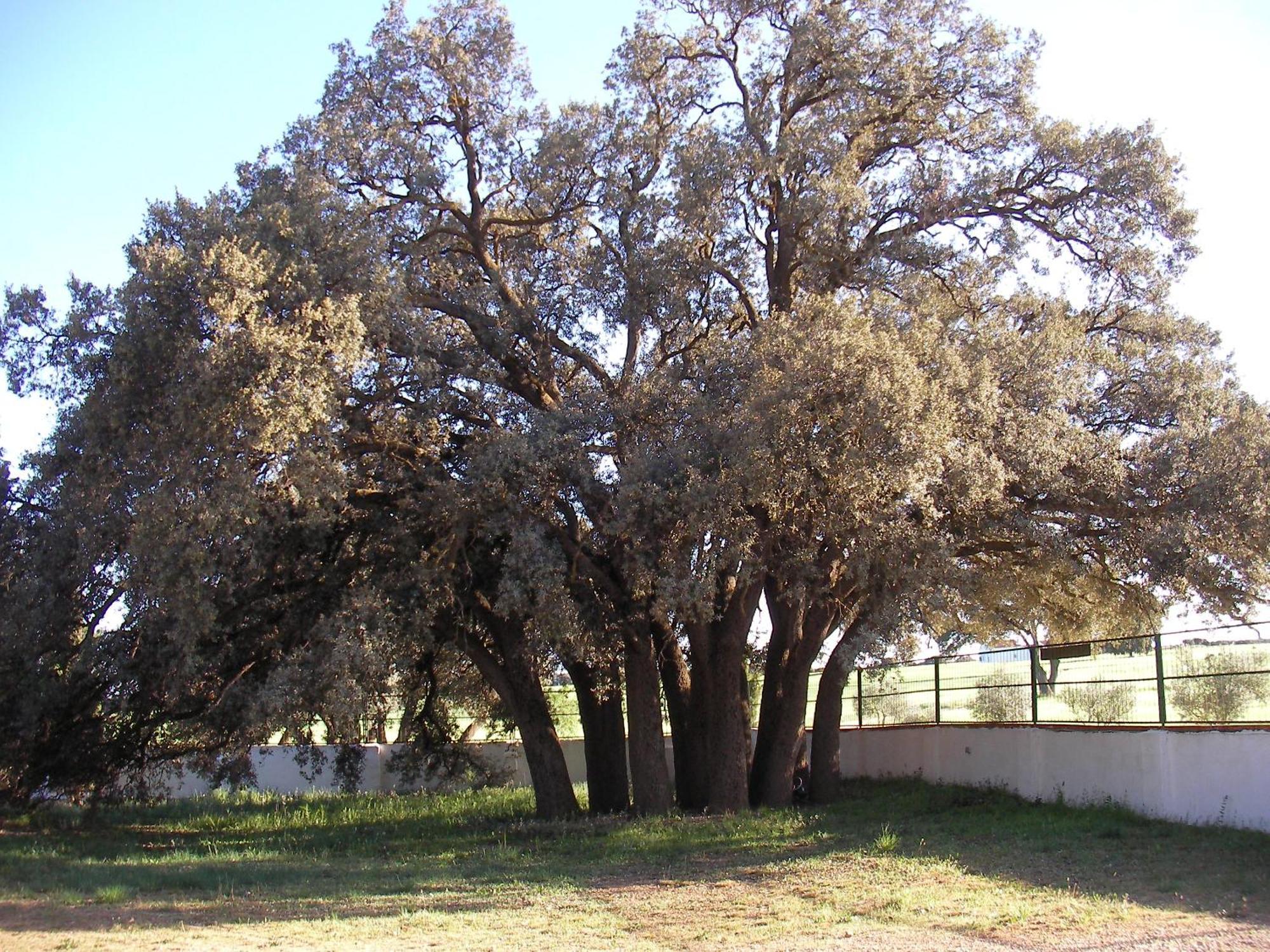 Agroturismo Calixto Villarrobledo Buitenkant foto